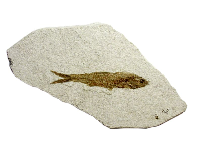 Ittiolite dal Gicimento a "tripoli" di Mondaino